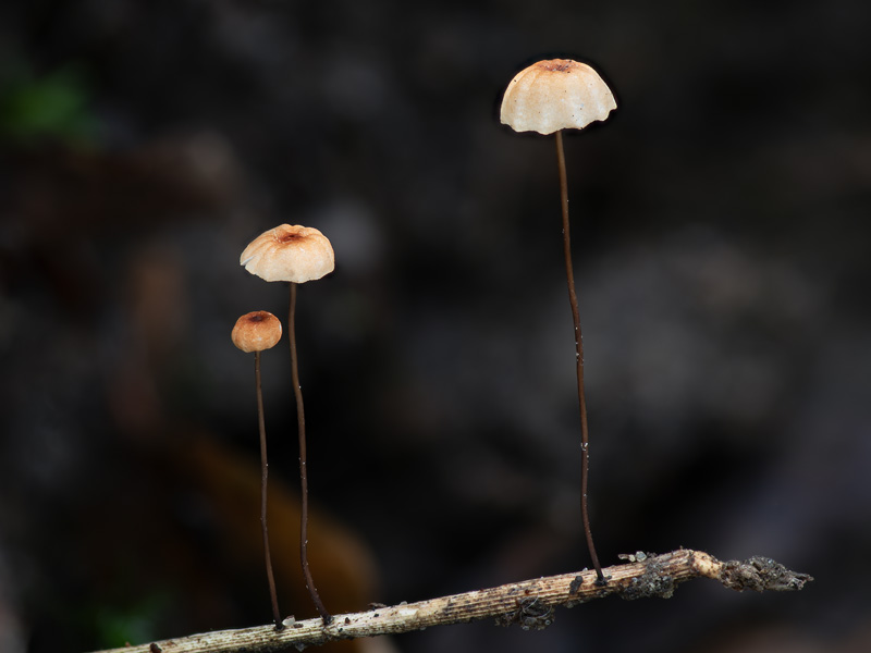Marasmius curreyi Marasmius curreyi